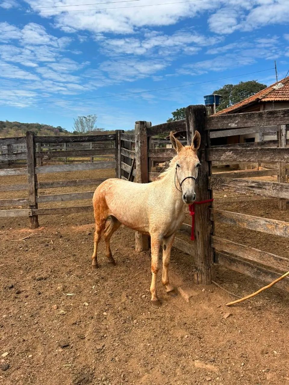 Vendo mula  - Foto 3