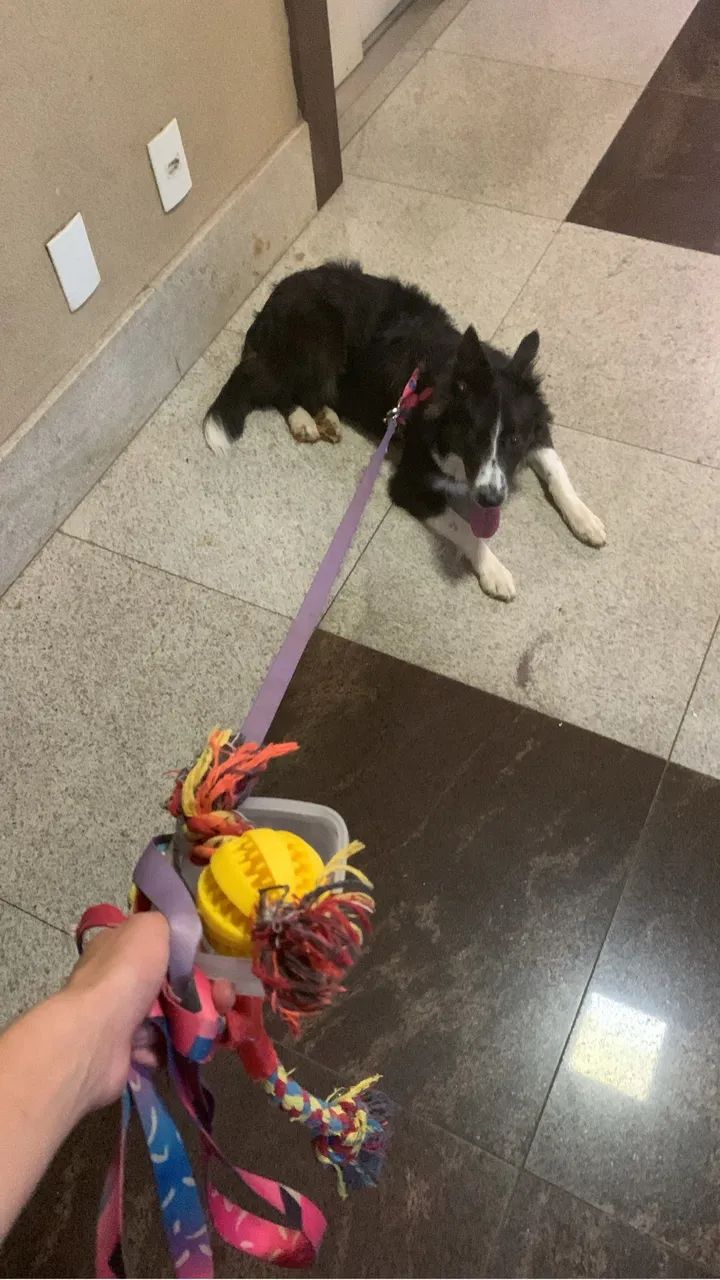 PET SITTER | DOG WALKER | BABA DE PET - Foto 2
