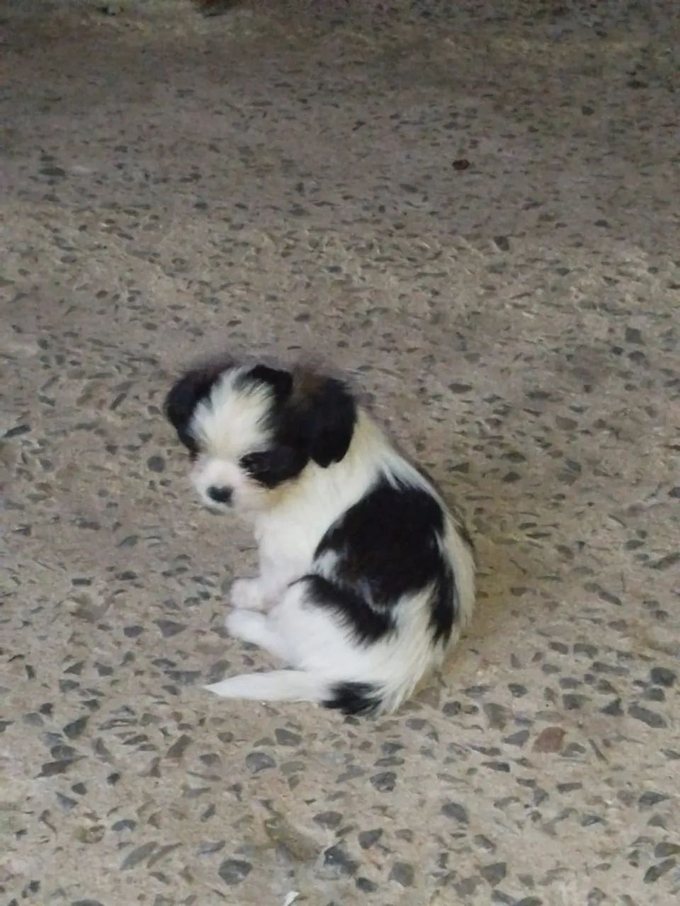 Vendo filhotes de shitzu  - Foto 5