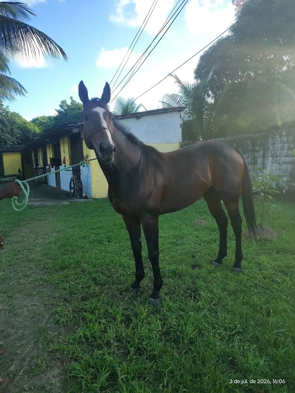 Cavalo puro sangue inglês  - Foto 2