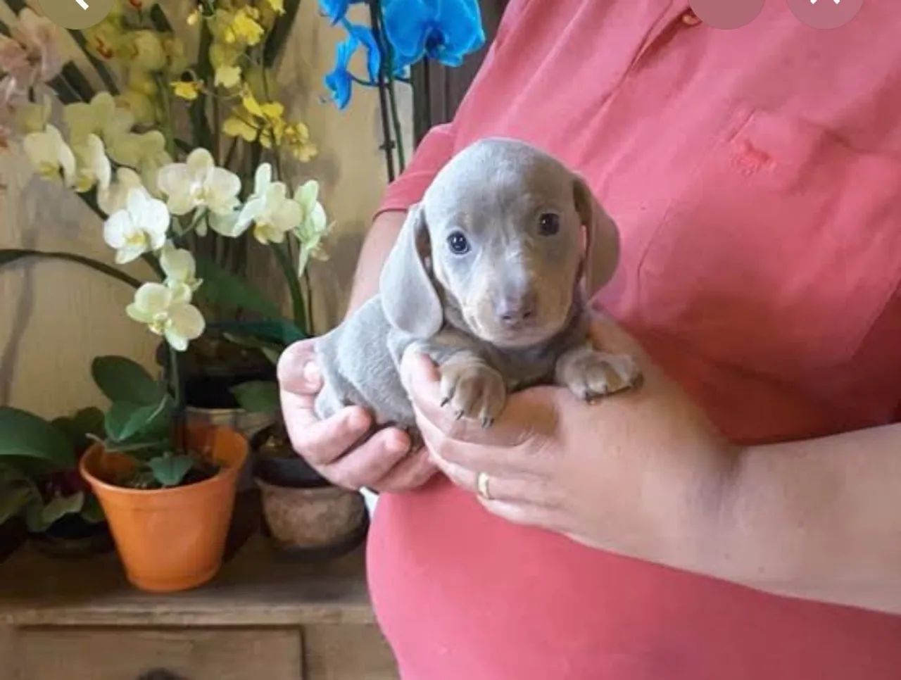 Cachorro  - Foto 2