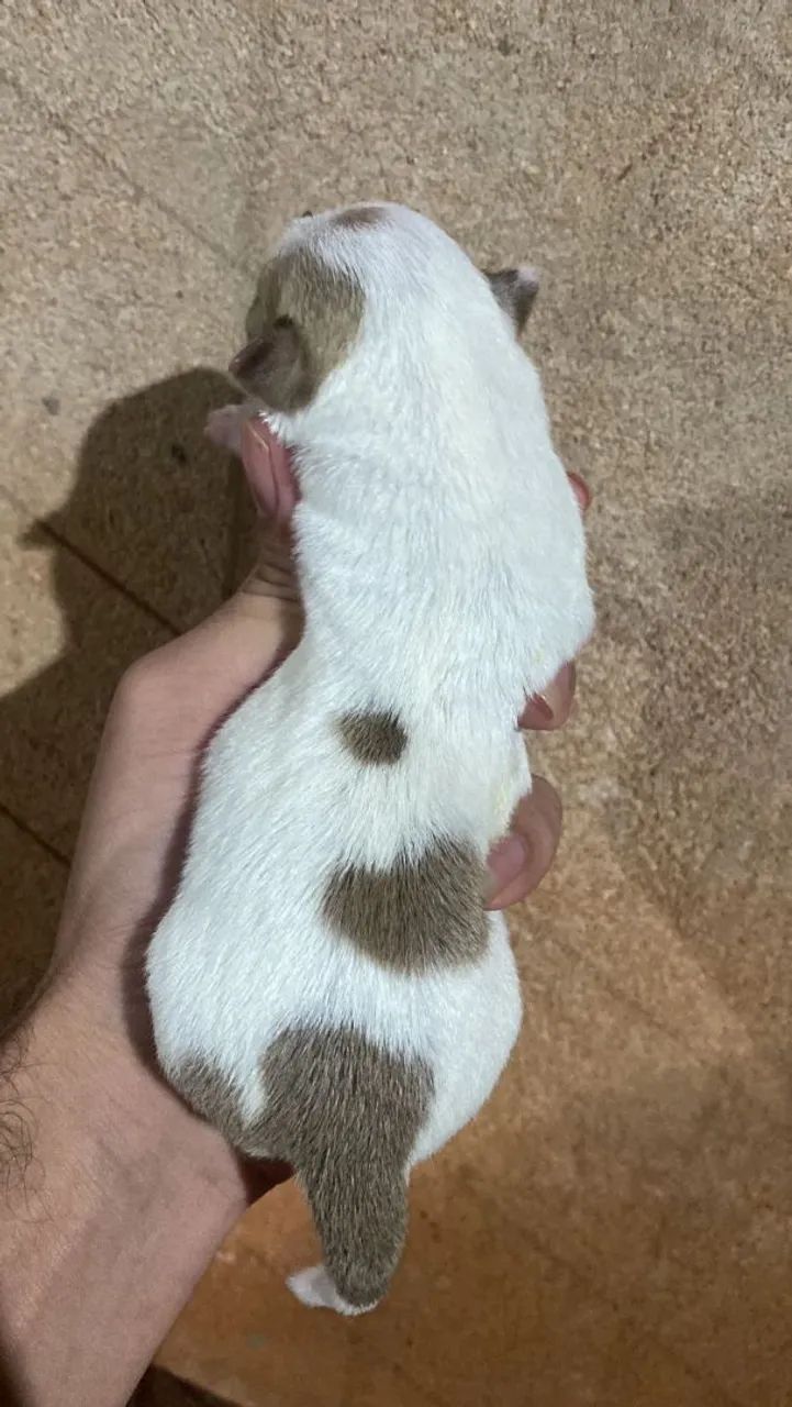Chihuahua pelo longo  - Foto 4