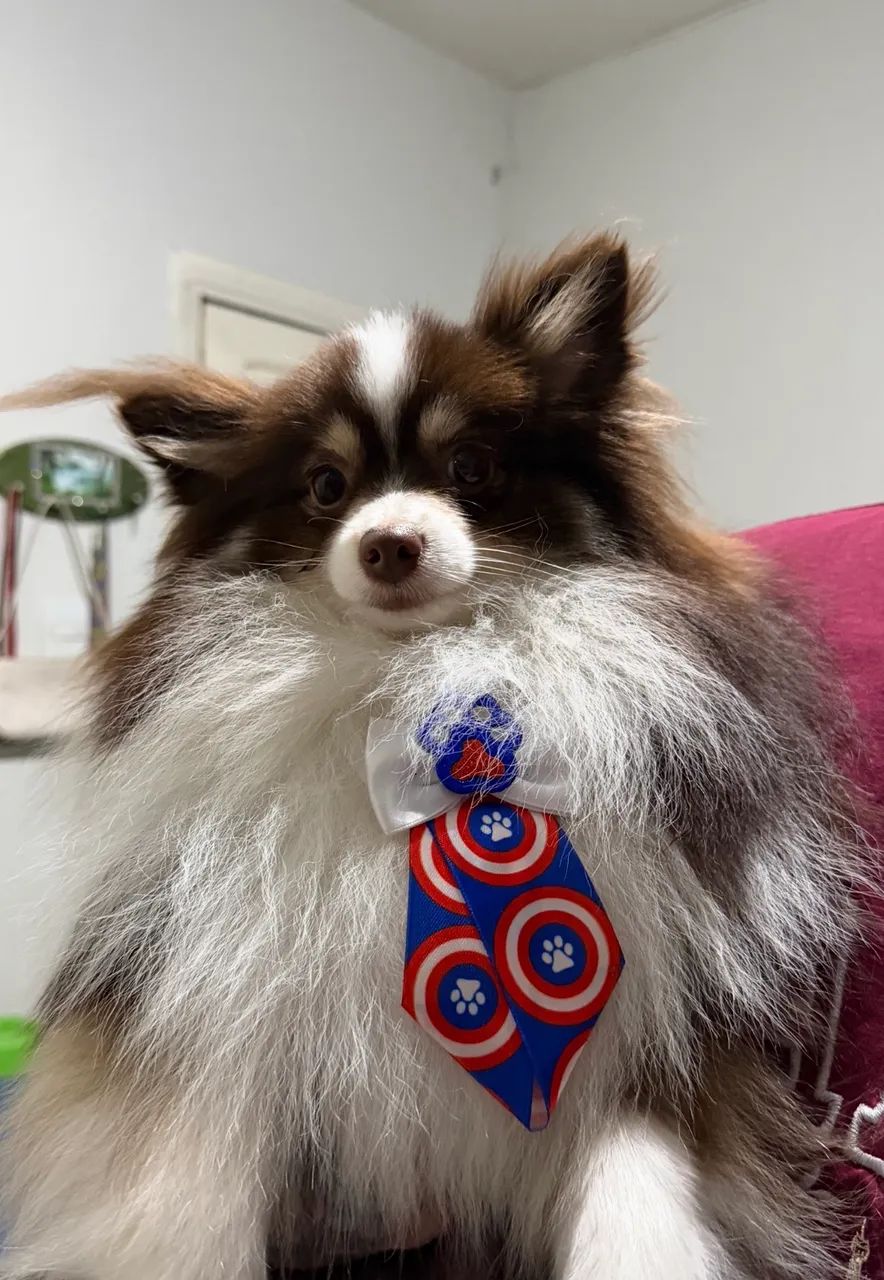 Spitz alemão anão 