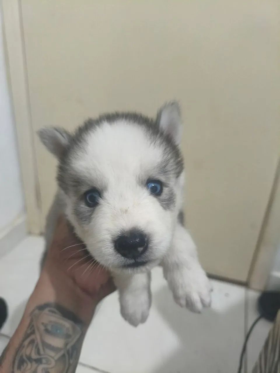 Husky siberiano macho  - Foto 2