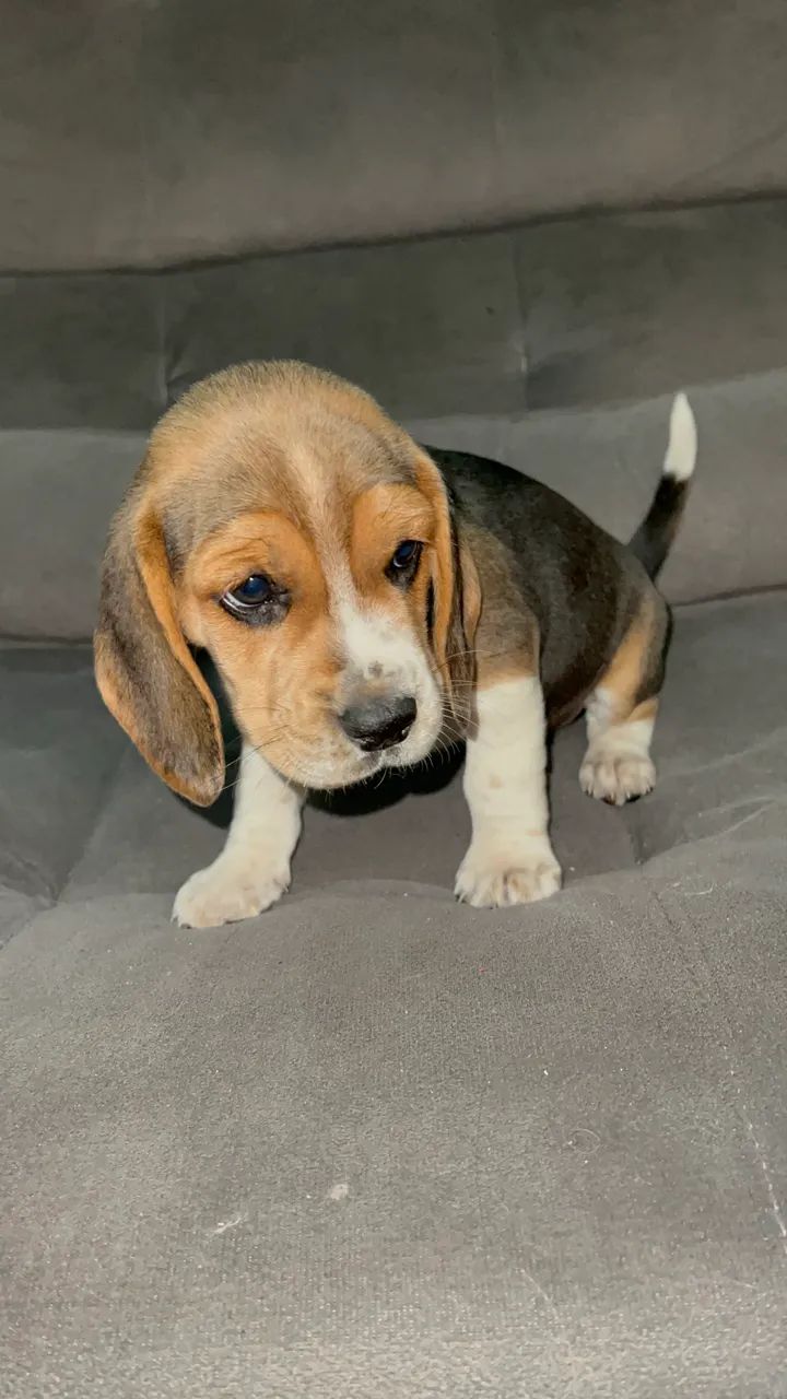  Beagle 13 polegadas uma fofura tricolor  - Foto 3