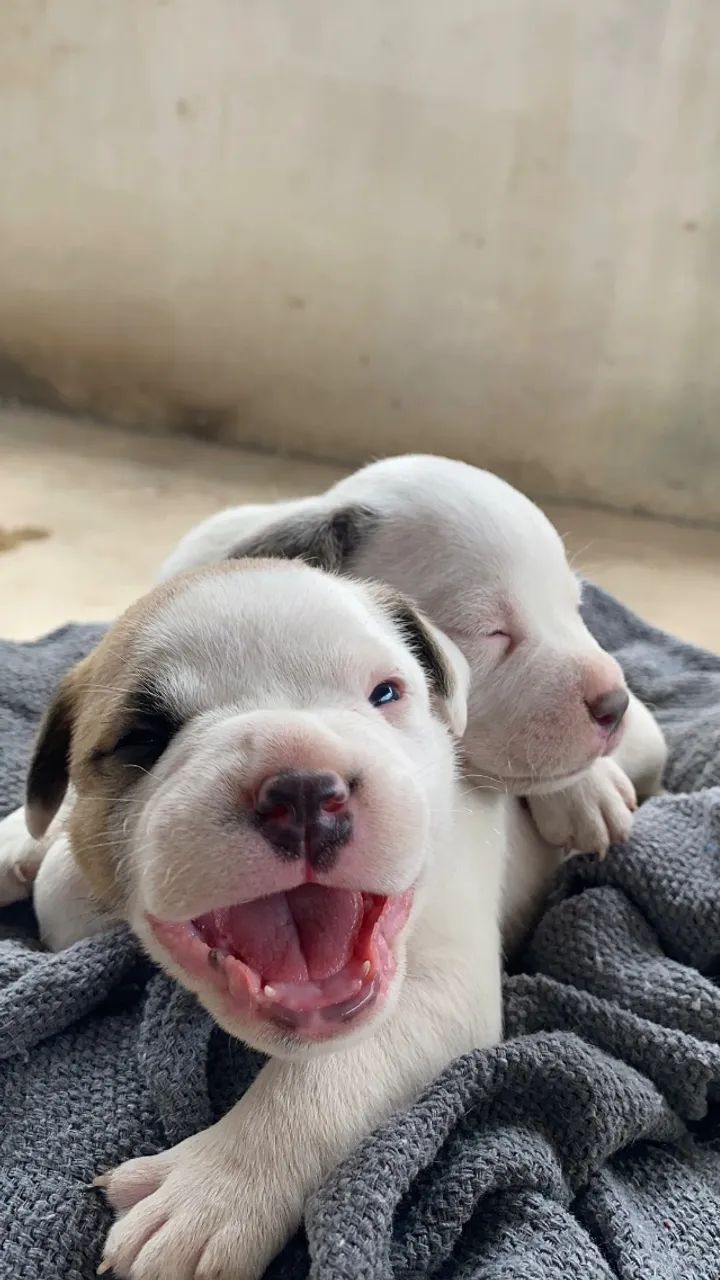 Cachorro  - Foto 2
