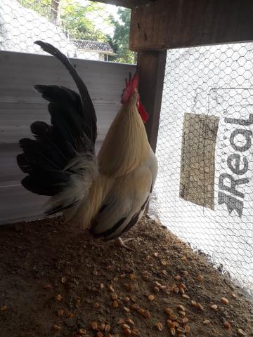 Vendo Garnizés Nagazaki e Polaco