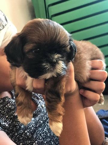 Cachorro - Foto 3