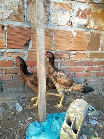 Vendo frangas de raça de boa qualidade - Foto 3