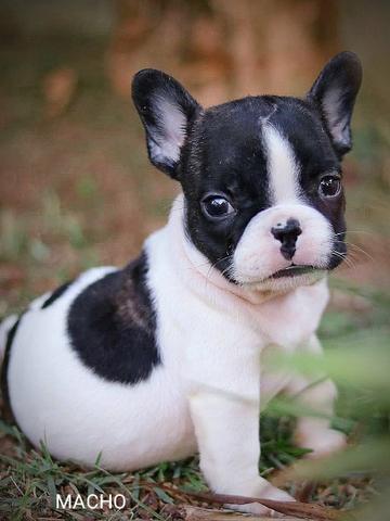 Bulldog frances lindos bebes porte pequeno