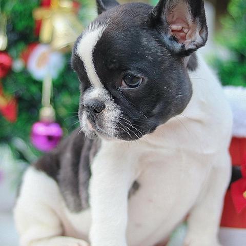 Bulldog frances lindos bebes porte pequeno - Foto 2