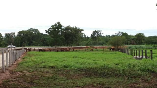 Fazenda formada, 200 hectares 100% asfaltoa Cuiabá, na BR - Foto 14