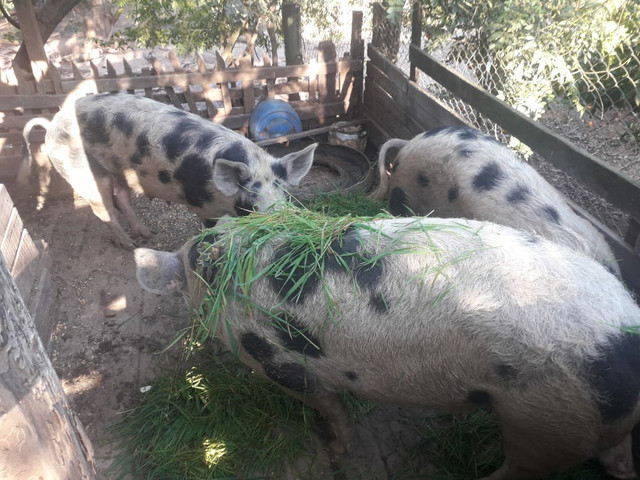Vendo Porcas Reprodutoras da raça Piau - Foto 4