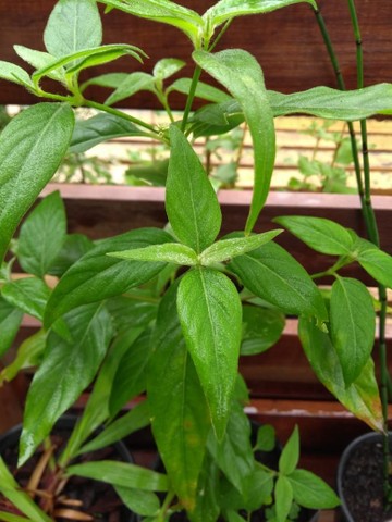 MUDAS DE GINSENG BRASILEIRO
