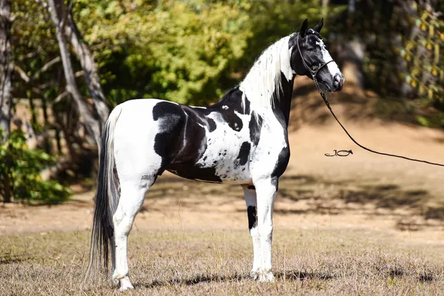 Cavalo pampa de preto