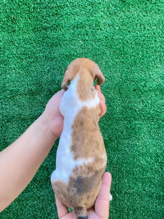 Filhote de Cofap ( Daschund, Teckel, Basset) Mini Fêmea Arlequim! Disponível! - Foto 4