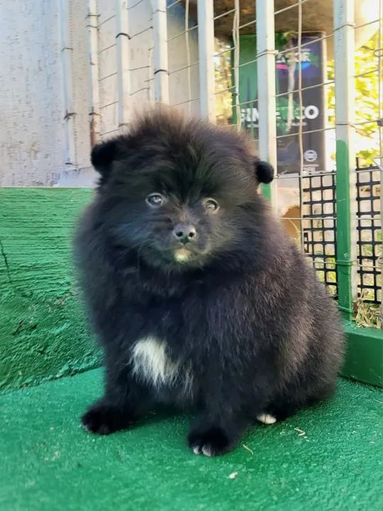 Spitz Alemão - Lulu da Pomerânia - FÊMEA - Pedigree CBKC - 10x s/ juros com Garantia - Foto 4