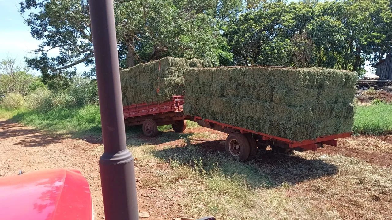 Alfafa fardo 17/20kg - Foto 2