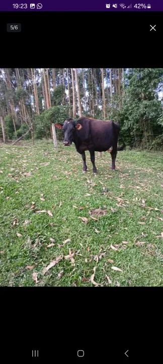 Vaca leiteira  - Foto 5