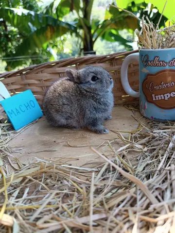 PÁSCOA - Anão Importado - Coelho Netherland Dwarf - Foto 2