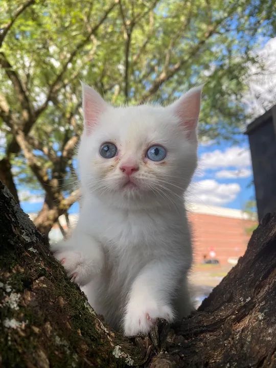 Gatinho persa disponível  - Foto 2