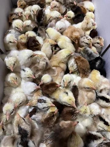 Pintinho caipira - Foto 2