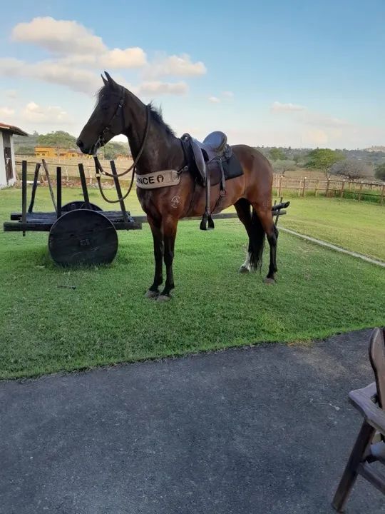 Cavalo Mangalarga Puro Sangue