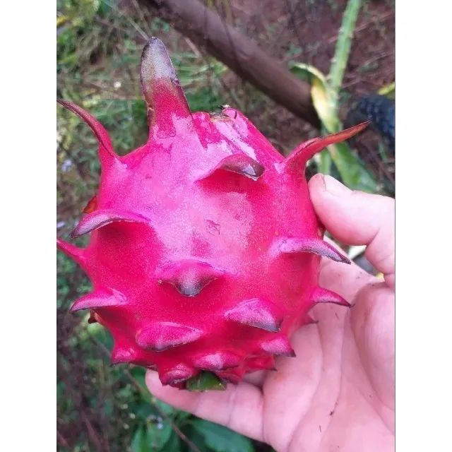 Vendo Mudas de Pitaya Vermelho Forte - Guarulhos
