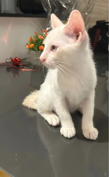 Gatinho Branco e Lindo para Adoção - Foto 6