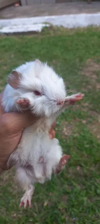 LINDOS FILHOTES DE PORQUINHO DA ÍNDIA  - Foto 4