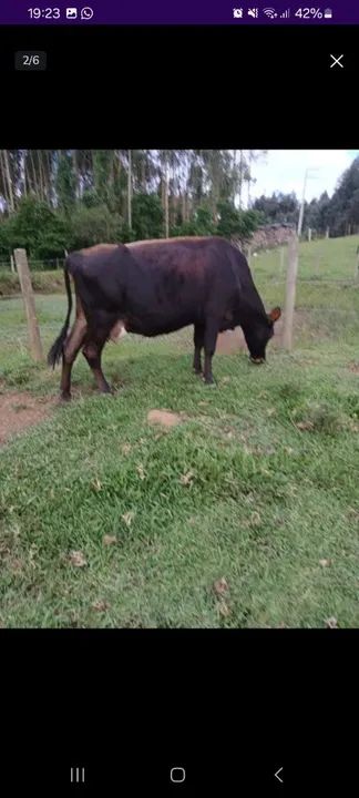 Vaca leiteira  - Foto 2