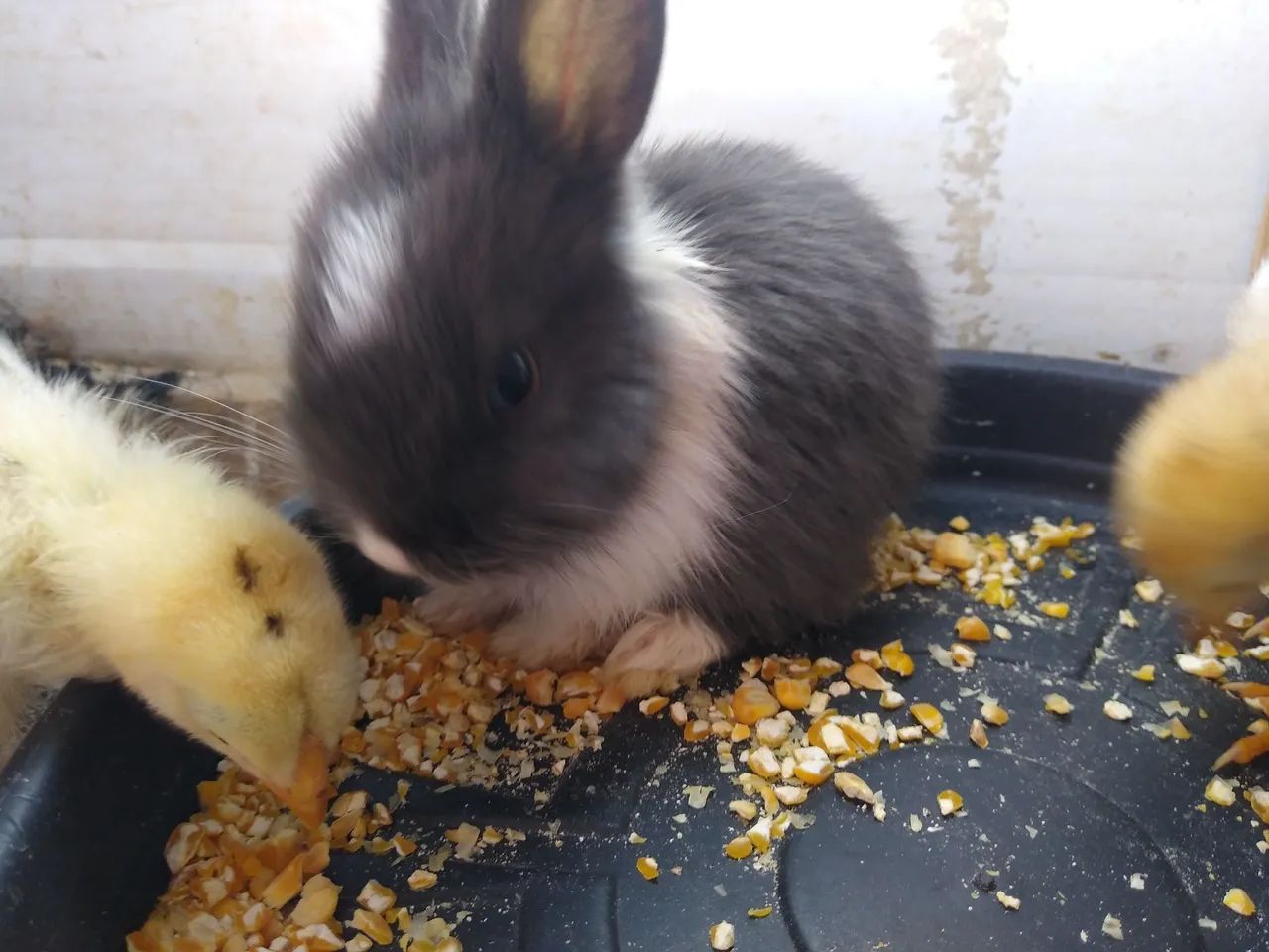 Coelhos64304356261251120