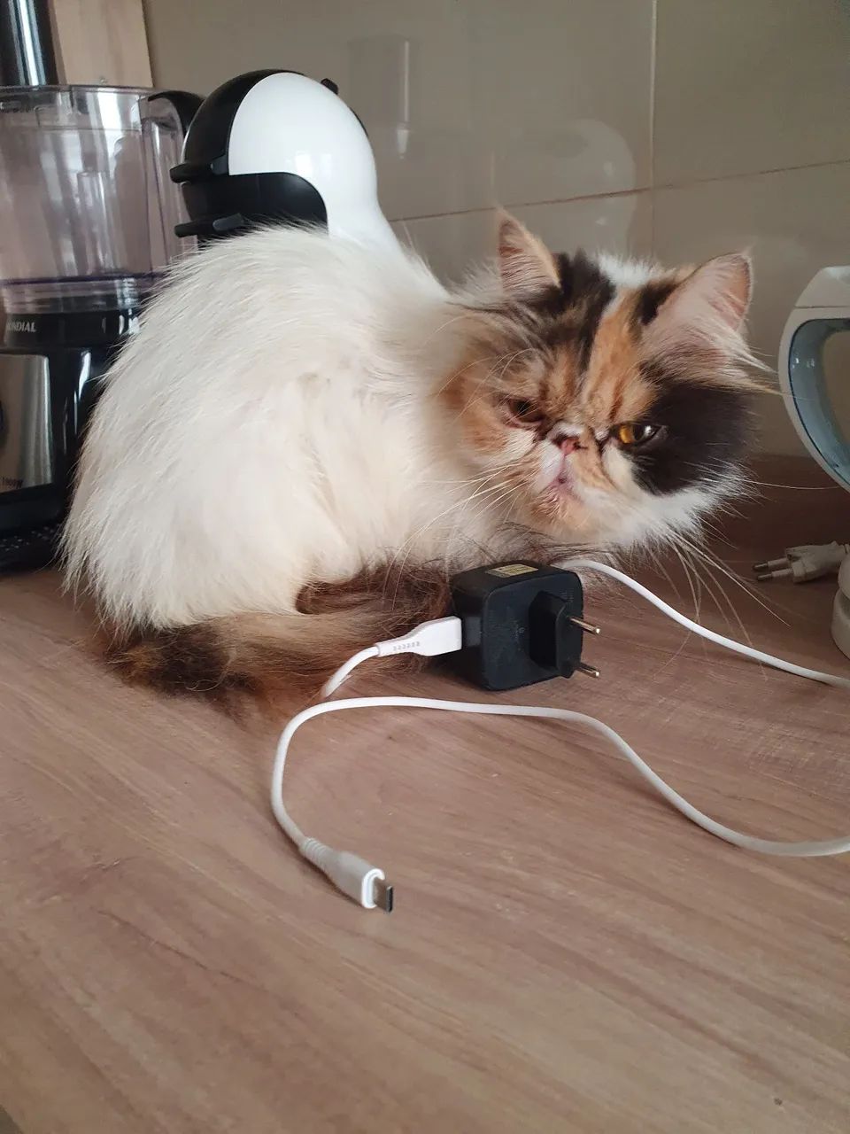 GATINHA PERSA ADULTA COM PEDIGREE  - Foto 3