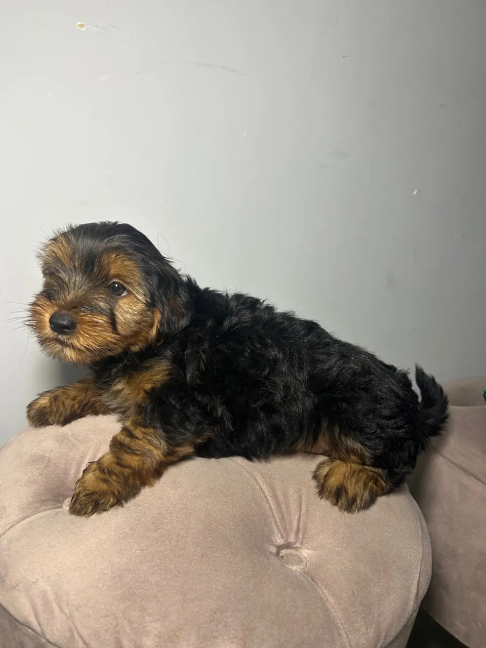 Filhote de Yorkshire Terrier Macho