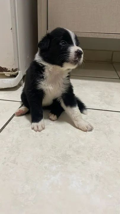 Filhotes Border Collie - Macho e Fêmea - Foto 2