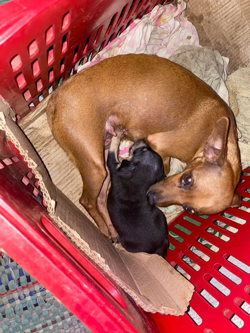 Filhote de Pinscher para adoção
