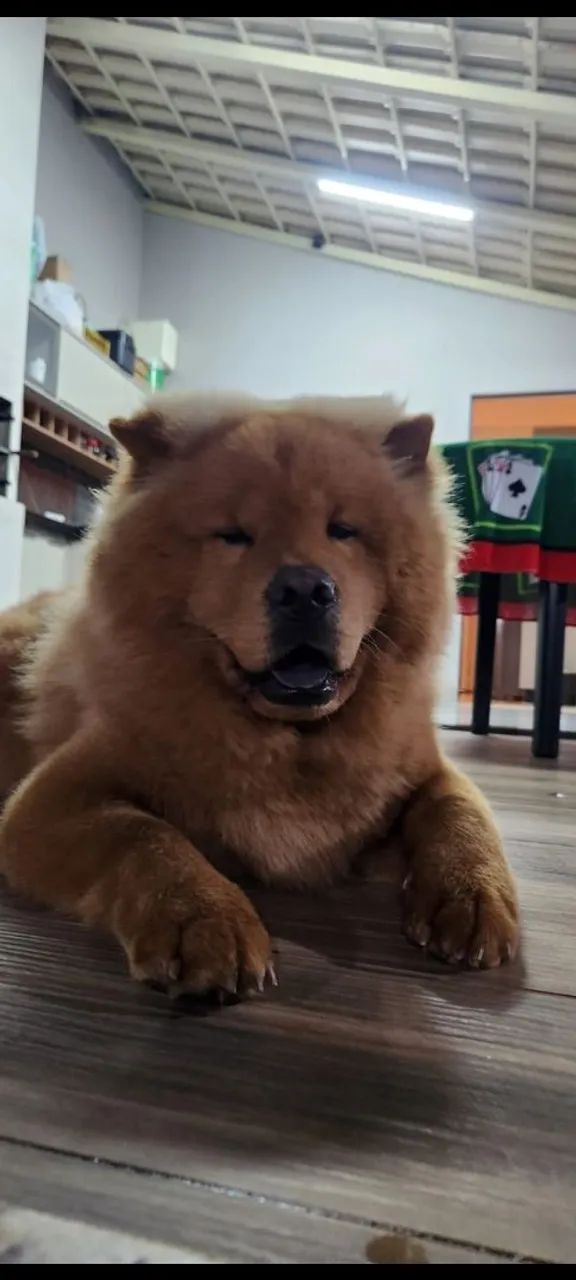 Chow Chow - Filhote - Foto 2