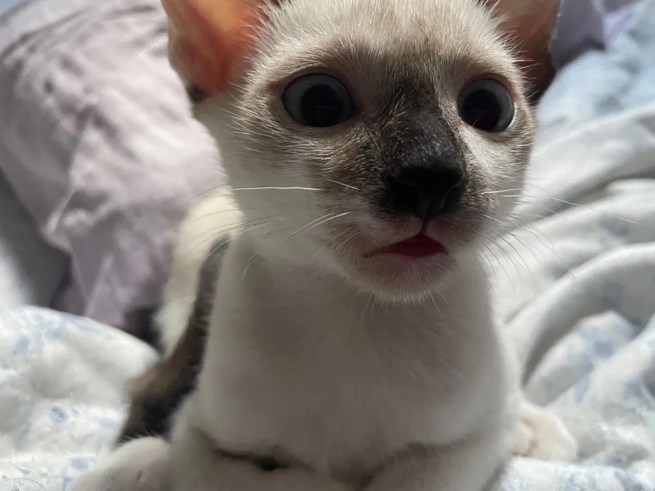 Gatinho macho para adoção - Foto 3