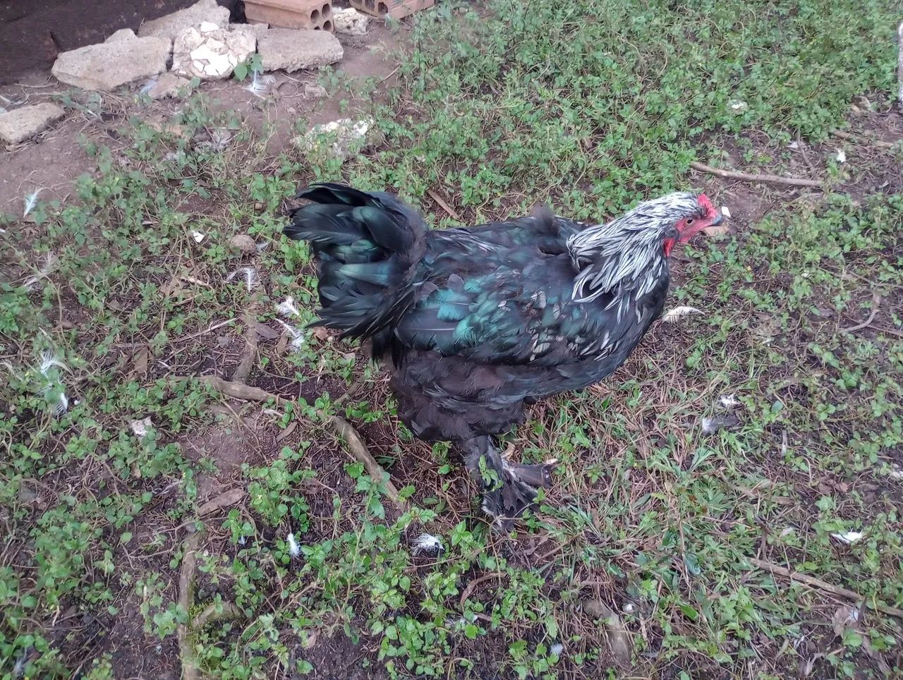 Galinhas Brahma perdiz e dark.. - Foto 5
