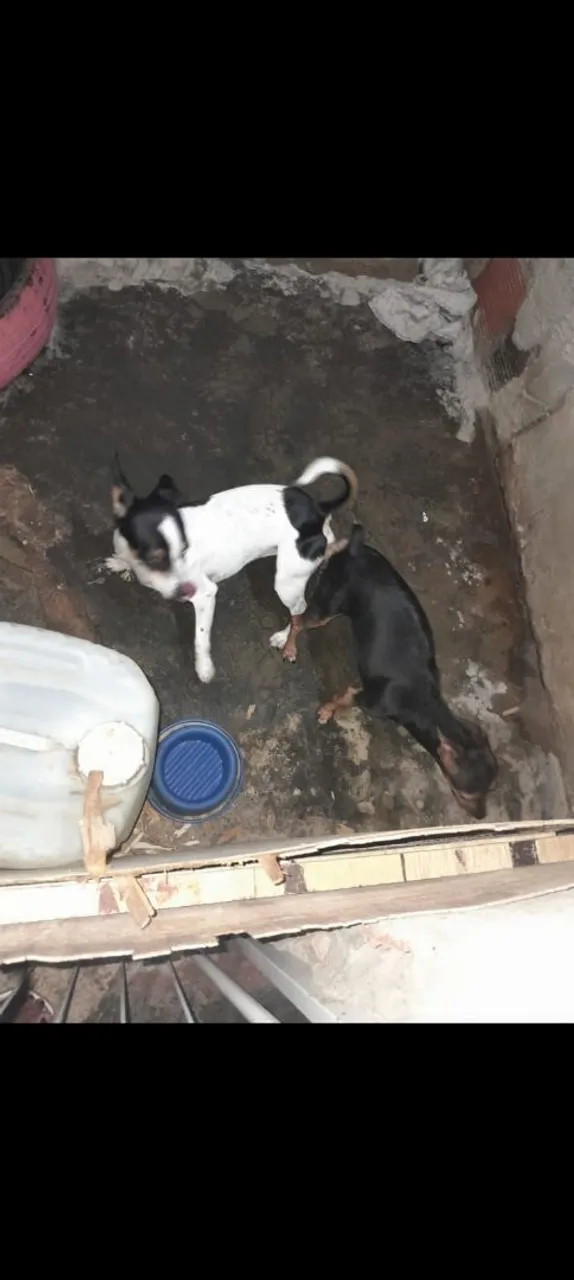 Vendi cachorrinho pinscher