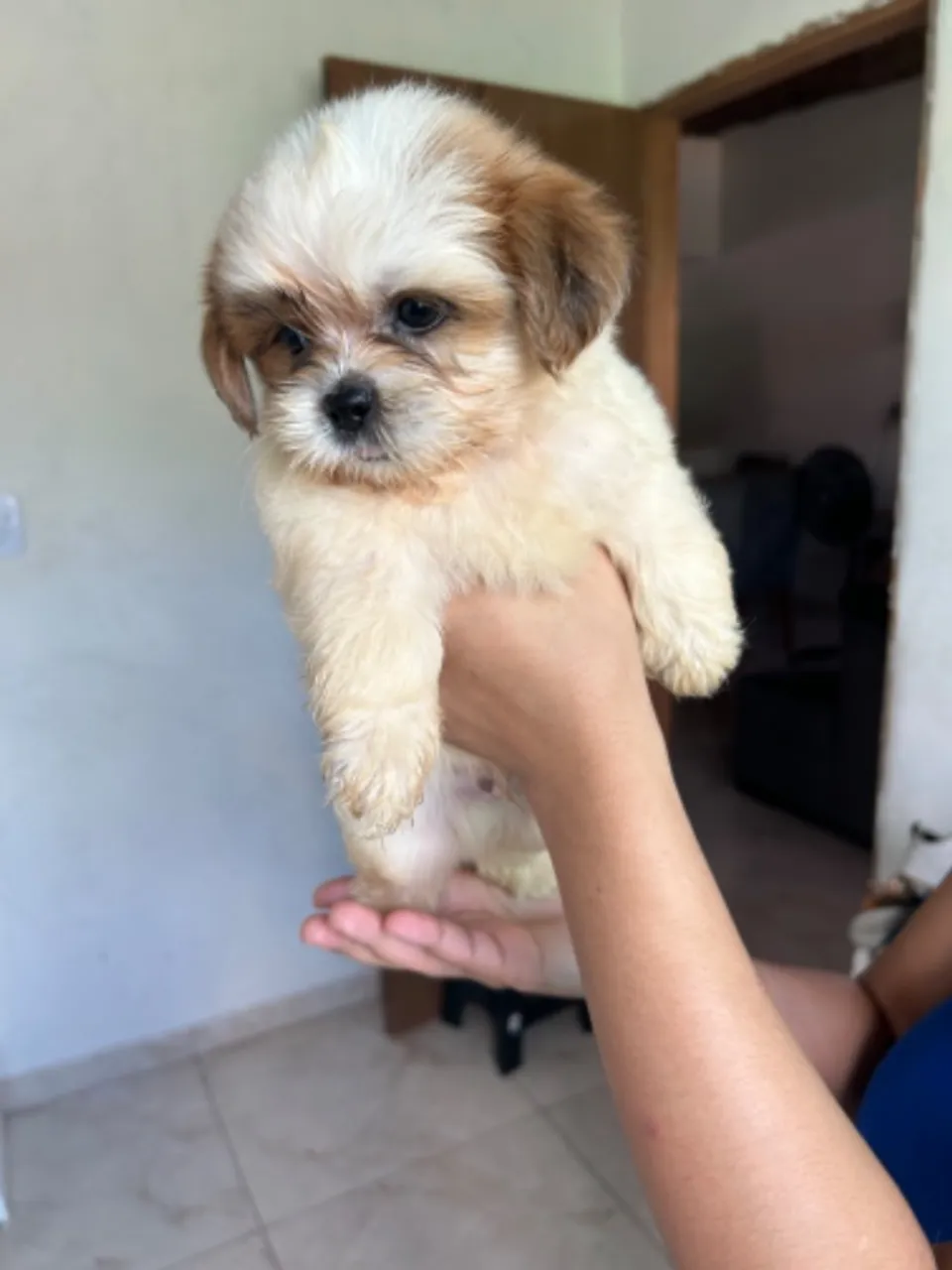 Filhotes de shih-tzu disponível a venda