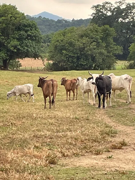 Barato!Vvendo um lote de bois