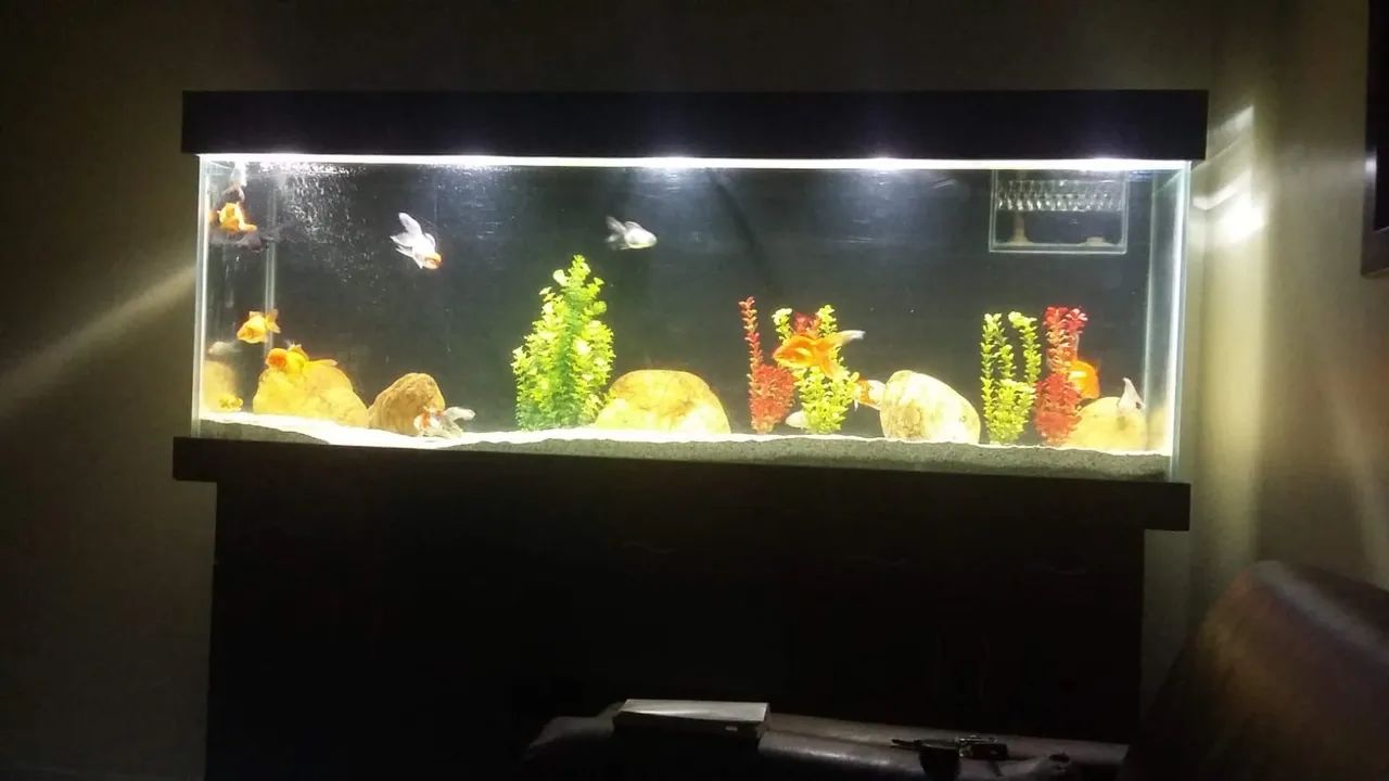 Oportunidade Vendo Lindo Aquario completo com móvel  - Foto 6