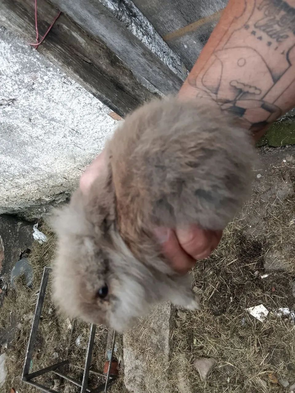 Coelho Lionhead Fofo - Foto 2