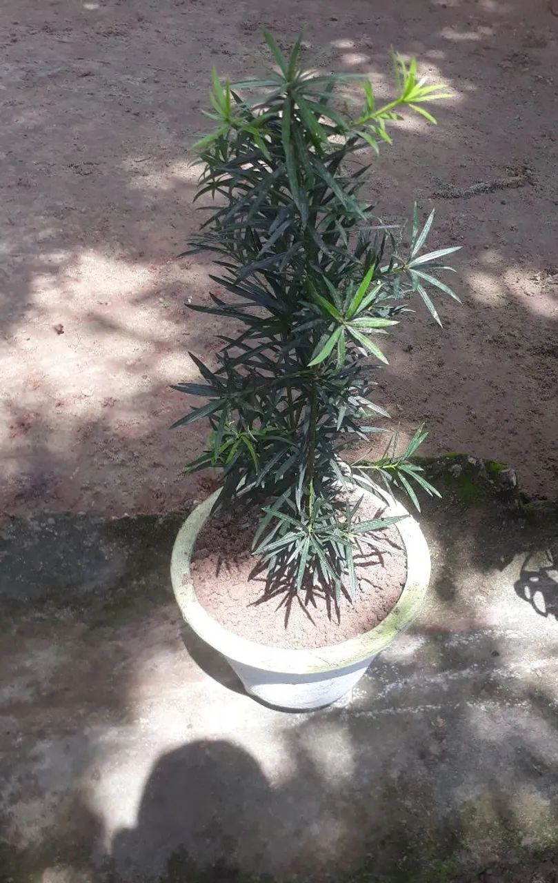 Planta em vaso