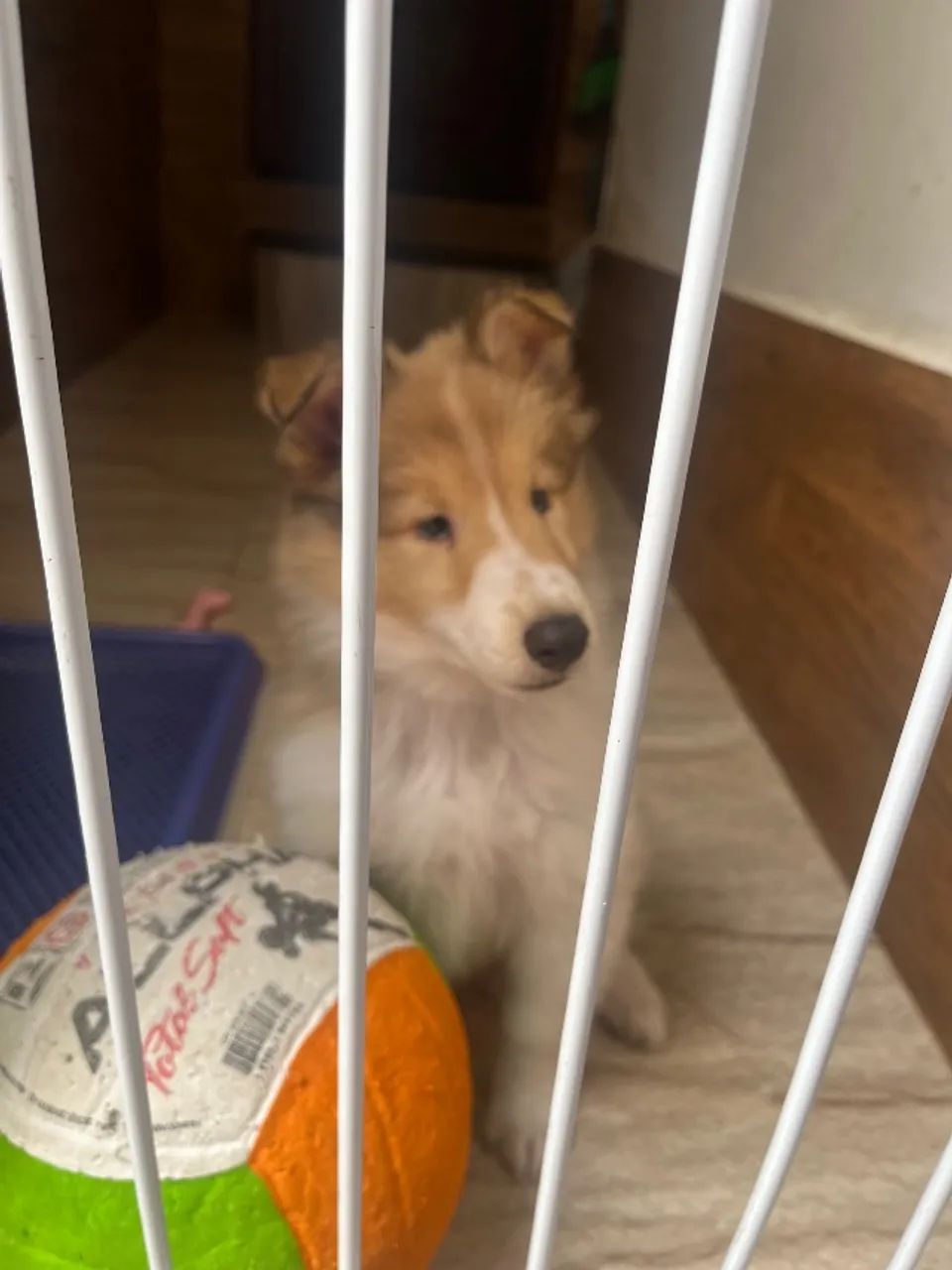 Filhote Rough Collie