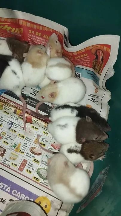 Ratos Twister filhotes disponível  - Foto 5