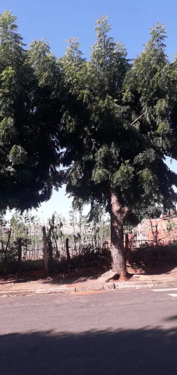 Foto - General Salgado - Centro