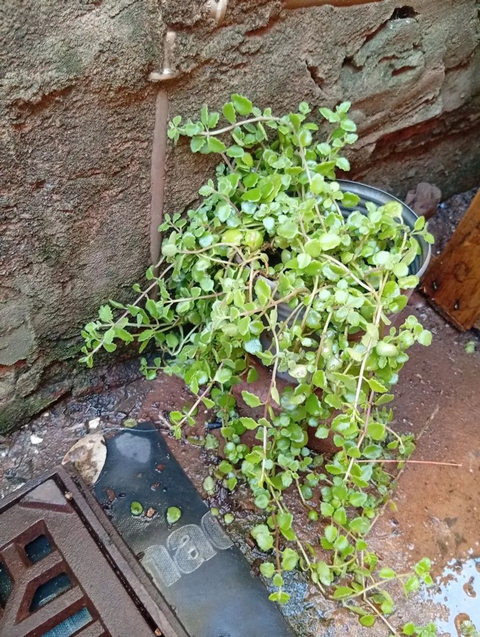 Plantas diversas  - Foto 5