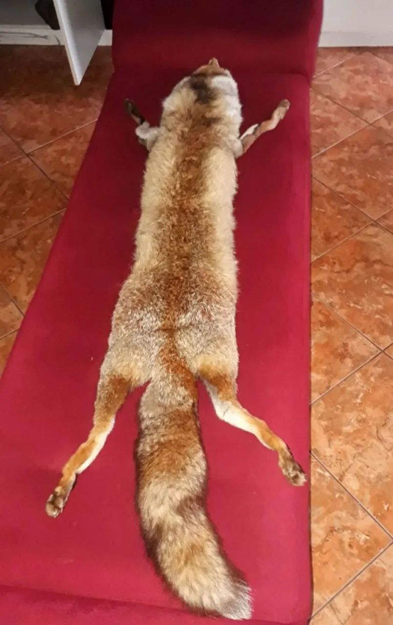 Estola de pele - Foto 4